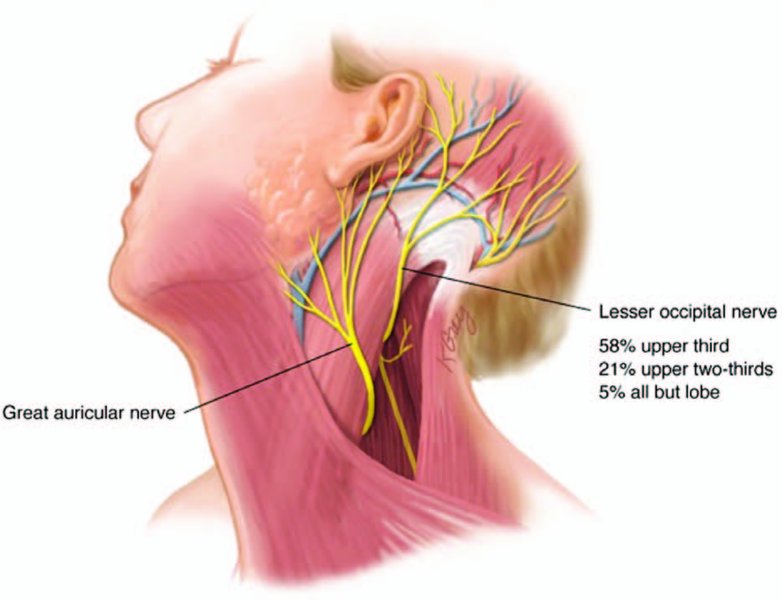 . The great auricular nerve exits the posterior border of the sternocleidomastoi