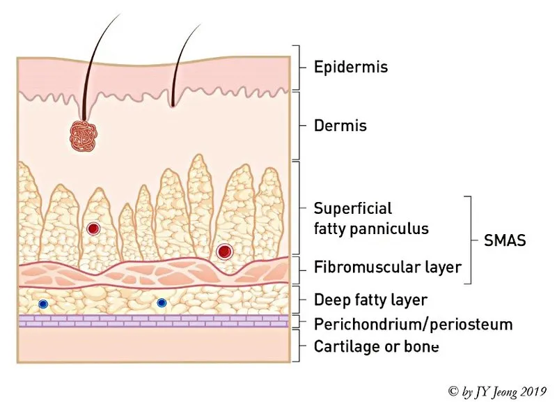 . Skin and soft tissue envelope, composition of the external nasal coverage (5 layers). SMAS, superficial musculo-aponeurotic system.