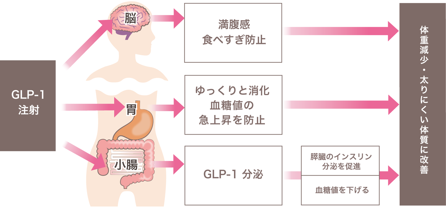 食欲を抑えて無理なく痩せる