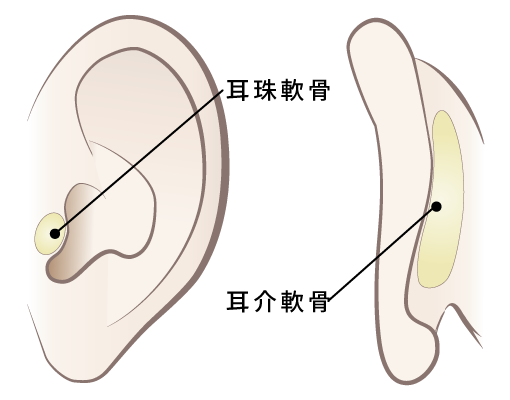使用軟骨