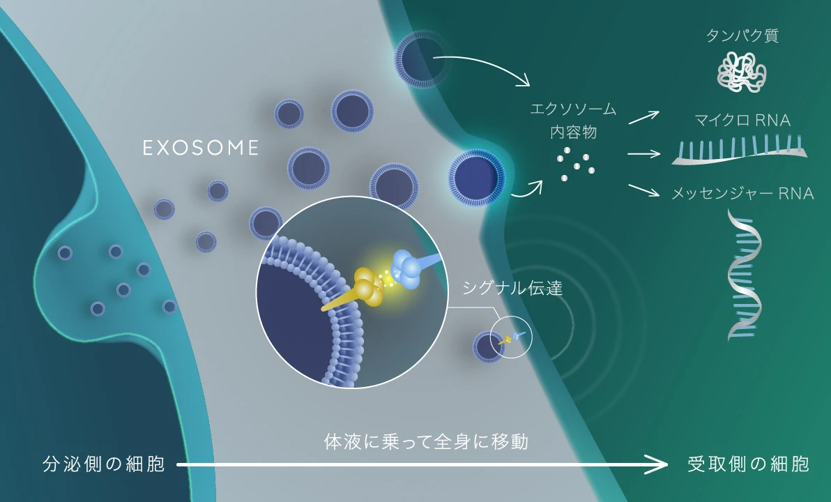 高濃度ビタミンＣ点滴