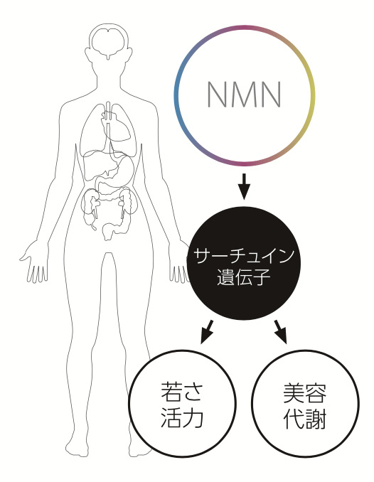 【NMN点滴の効果・効能】