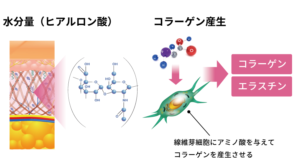 ECMホメオスタシスのために必要な作用